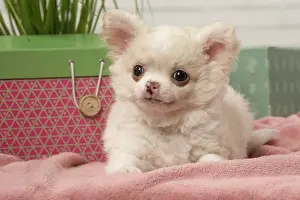 310118: Chihuahua puppy lying beside a box