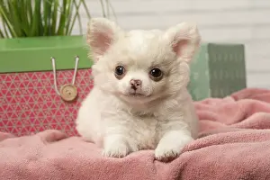 310118: Chihuahua puppy lying beside a box