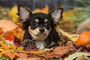 Chihuahuas: Chihuahua puppy outdoors in autumn