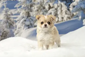 Fake: Chihuahua puppy in the winter snow