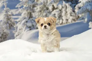 Fake: Chihuahua puppy in the winter snow