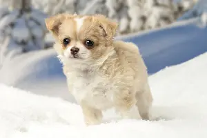 Fake: Chihuahua puppy in the winter snow