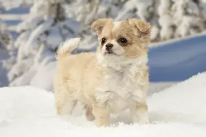 Fake: Chihuahua puppy in the winter snow