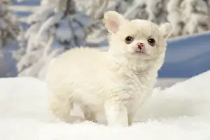 Fake: Chihuahua puppy in the winter snow