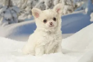 Fake: Chihuahua puppy in the winter snow