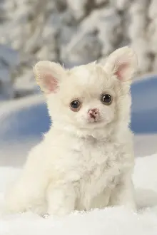 Fake: Chihuahua puppy in the winter snow