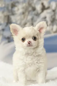 Fake: Chihuahua puppy in the winter snow