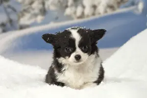 Fake: Chihuahua puppy in the winter snow