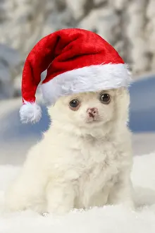 110418: Chihuahua puppy in the winter snow wearing Christmas