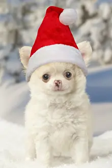 110418: Chihuahua puppy in the winter snow wearing Christmas