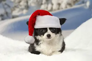 110418: Chihuahua puppy in the winter snow wearing Christmas