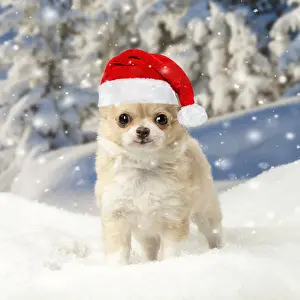250521: Chihuahua puppy in the winter snow wearing a red Christmas S