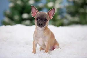 Shorthaired: Chihuahua, shorthaired, puppy, blue, 4 months, sits
