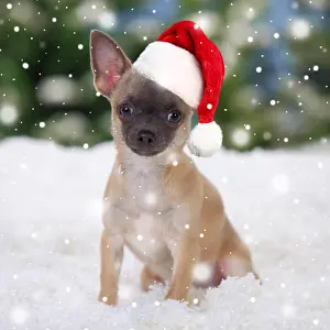 Shorthaired: Chihuahua, shorthaired, puppy wearing Christmas hat in snow