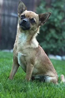 Sized: Chihuahua sitting on grass - France
