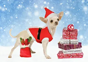 Presents: Chihuahua wearing Christmas outfit and hat with