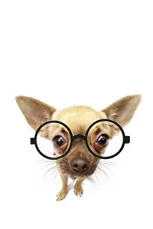 Newno1: Chihuahua wearing large round glasses