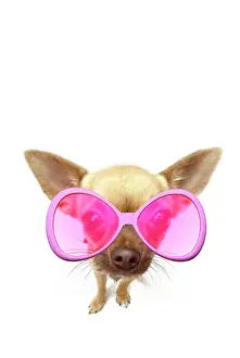 220719: Chihuahua wearing pink sunglasses