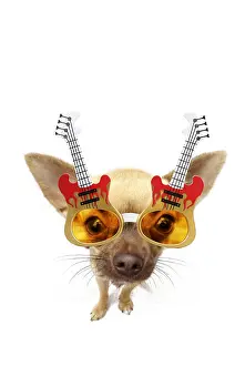 Guitar: Chihuahua wearing rock guitar sun-glasses