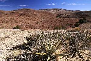 Chihuahuan: CHIHUAHUAN DESERT - Quebradas BLM, New Mexico, USA