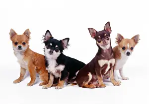 Packs: Chihuahuas Dogs - four