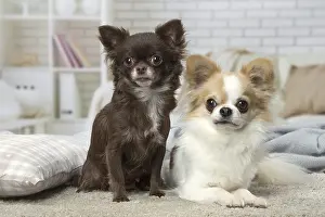 310118: Two Chihuahuas indoors