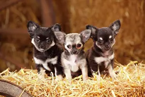 Chihuahuas: Chihuahuas, long-haired, puppies, sitting in straw