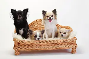Chihuahuas: Chihuahuas, long-haired and short-haired, four dogs