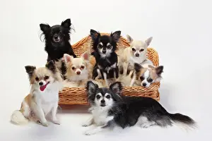 Sofa: Chihuahuas, longhaired, many dogs sit on sofa, couch