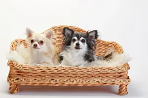 Sofa: Chihuahuas, longhaired, two dogs sitting on sofa