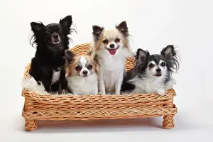 Sofa: Chihuahuas, longhaired, four dogs sitting on sofa