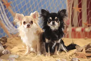 Eye Contact: Chihuahuas, longhaired, isabell and black-cream-white