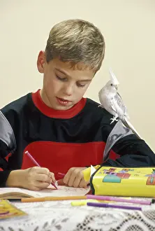 Nymphicus: Child Drawing with Cockatiel on His Shoulder
