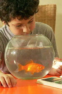 Goldfishes: Child and Goldfish