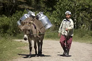 Attach: Child holding an Ass carrying milk Irubi High Andes Ecuador