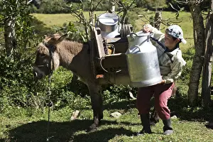 Attach: Child loading milk on an Ass Irubi High Andes Ecuador
