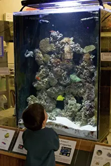 Tanks: Child Looks at Aquarium
