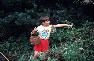 Ardea London: CHILD PICKING BLACKBERRIES