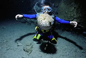 Kids: Child watches pufferfish, Red Sea