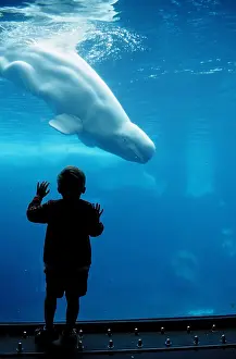 Tourists: Child watching beluga (Delphinapterus leucas), Sea World