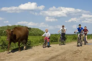 Bicycle: Children bringing a dairy cow Cycling Bierbrza Poland