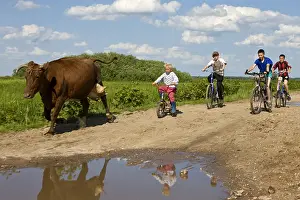 Bicycle: Children bringing a dairy cow Cycling Bierbrza Poland