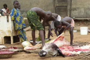 Connective: Children emptying the rumen of a cow that has been dismember