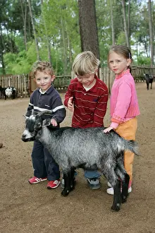 Stroking: Children - at farm stroking goat