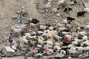 Vale: Children and herd of goats Valley Lingti Zanskar India