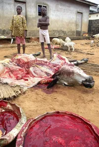 Connective: Children participating in the butchering of a cow