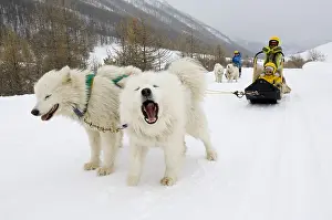 Helmets: Children sleigh pulled by dogs Queyras Alps France