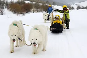 Helmets: Children sleigh pulled by dogs Queyras Alps France