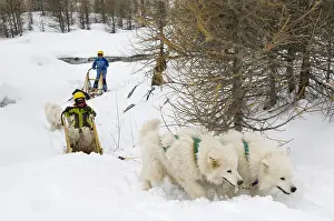 Helmets: Children sleigh pulled by dogs Queyras Alps France