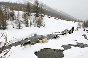 Helmets: Children sleigh pulled by dogs Queyras Alps France